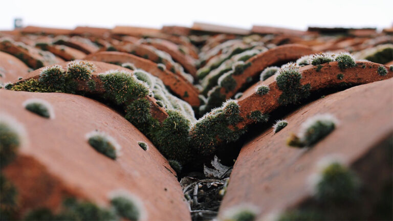 dakpannen met mos