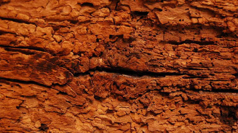 sponsachtig hout door houtworm